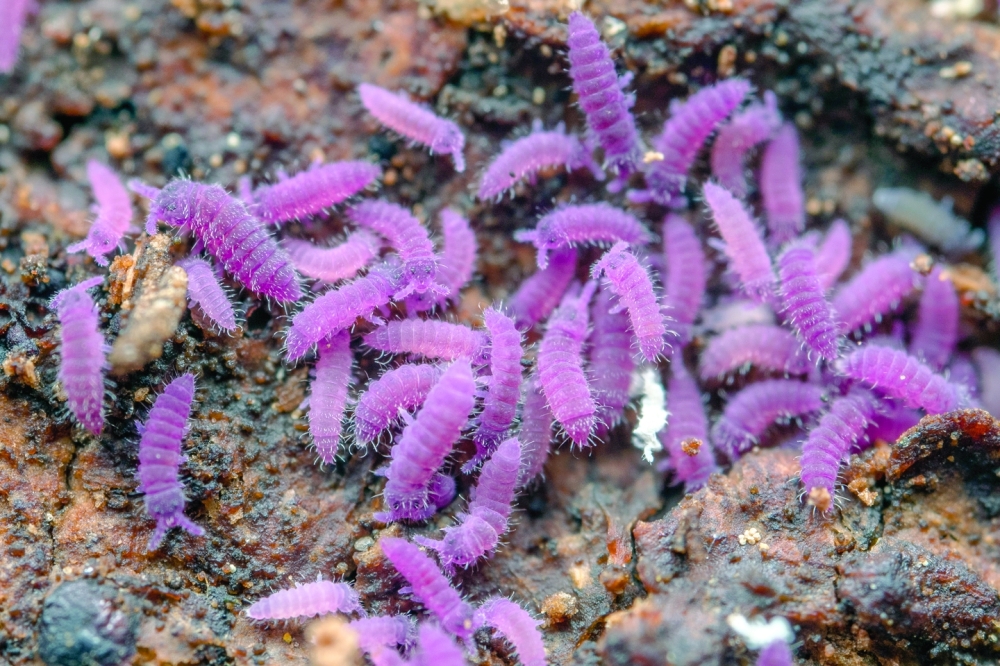 An undated photo provided by Frank Ashwood shows a swarm of Tricanthella species of springtail. (Frank Ashwood via The New York Times)