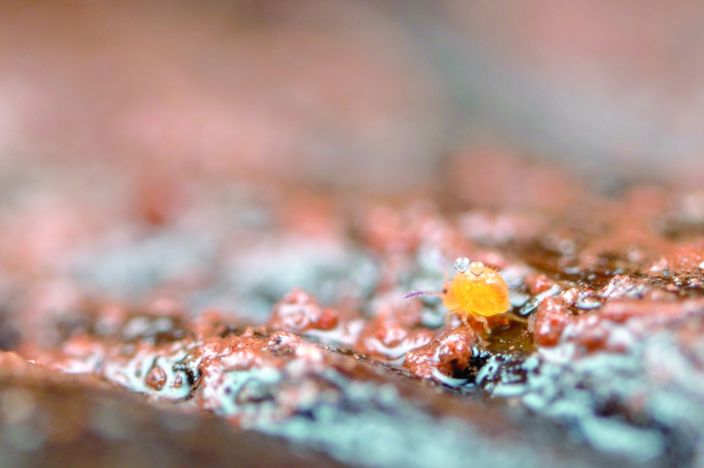 An undated photo provided by Frank Ashwood shows a Sphaeridia pumilis. (Frank Ashwood via The New York Times)