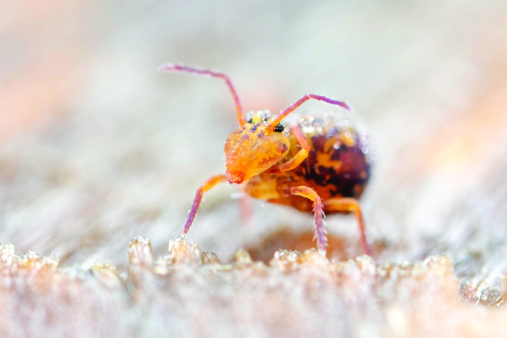 An undated photo provided by Frank Ashwood shows a Dicyrtomina saundersi, a small globular springtail, which have been shown to have special genes for breaking down decaying matter in the soil. (Frank Ashwood via The New York Times)