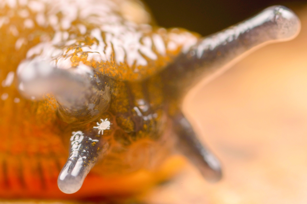 An undated photo provided by Frank Ashwood shows a white slug mite on a slug. (Frank Ashwood via The New York Times)