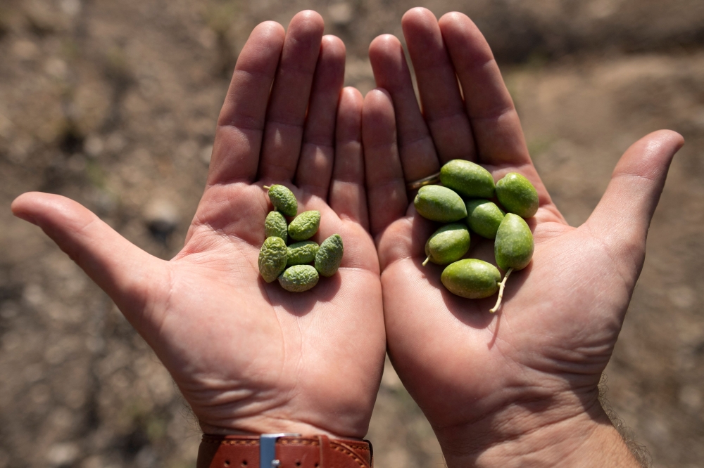 A scientist shows the difference between olives grown with an 'infiltrator' patented irrigation system (R), 