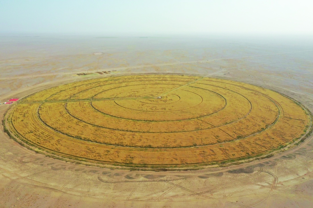 During the agricultural season of 2022/2023, Oman’s wheat production surged to a total of 7,119 tonnes.