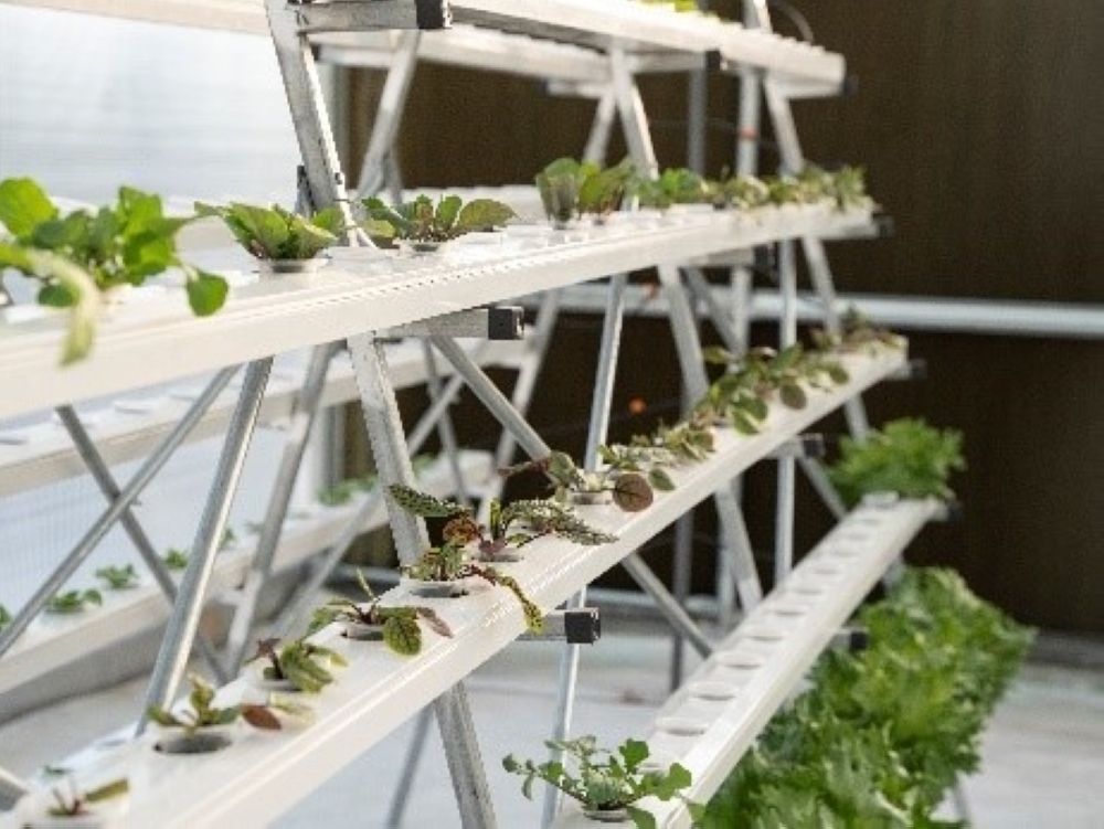 A close up image of the hydroponic farm at Alila Jabal Akhdar.