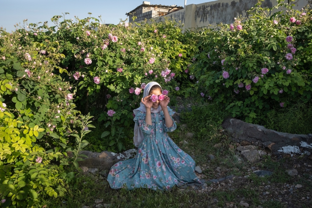 Jabal Akhdar rose season