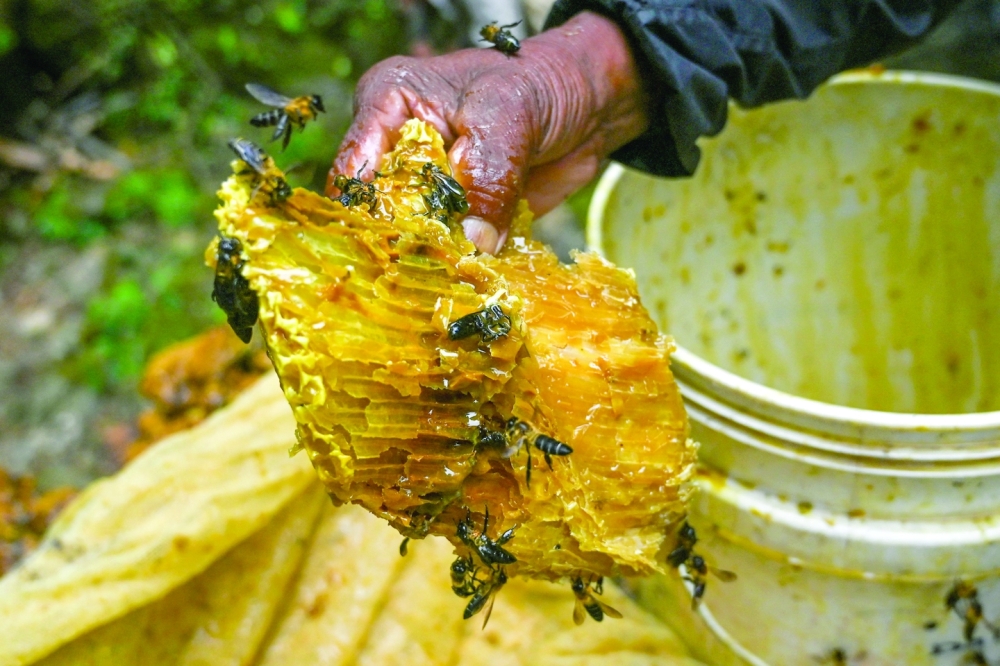 Sticky future: climate change hits Nepal's honey hunters