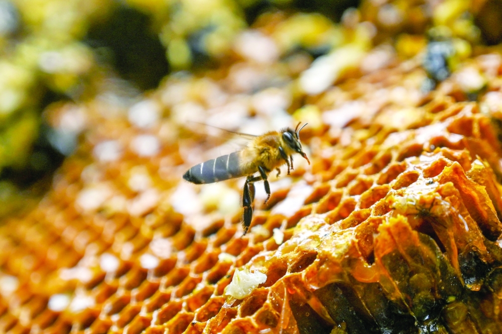 Sticky future: climate change hits Nepal's honey hunters