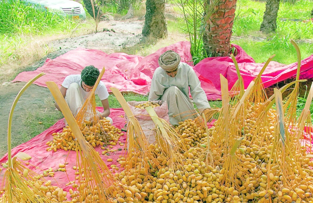Al Tabseel season, observed in many governorates of Oman, spans from late June to the end of July