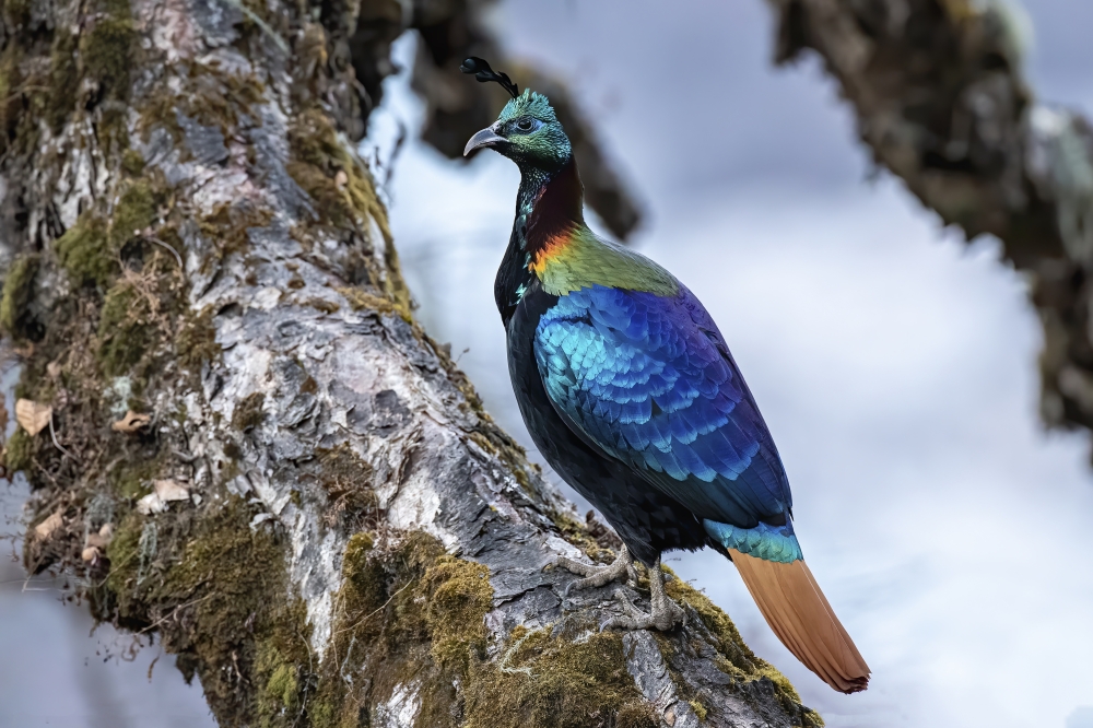 Himalayan Monal or Danfe, National bird of Nepal