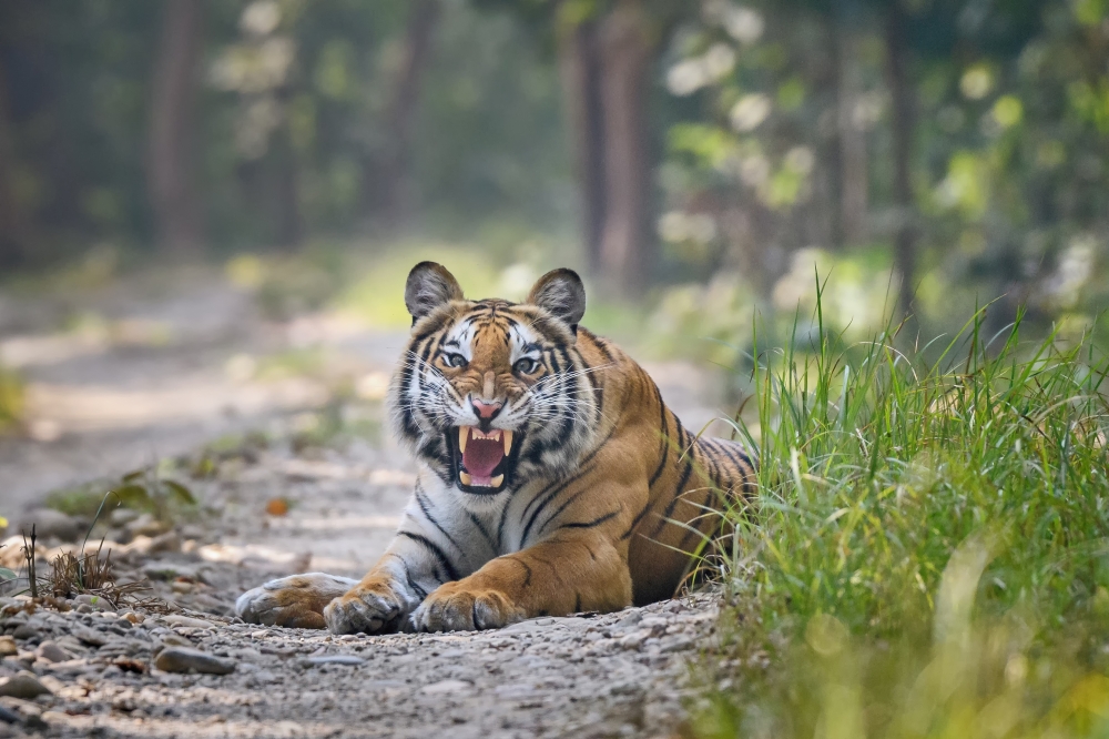 Tiger at Chitwan National Park