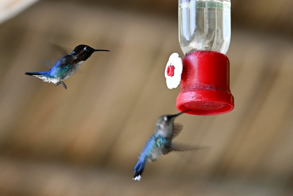 Zunzuncito hummingbirds in Palpite village in Cuba Cuba