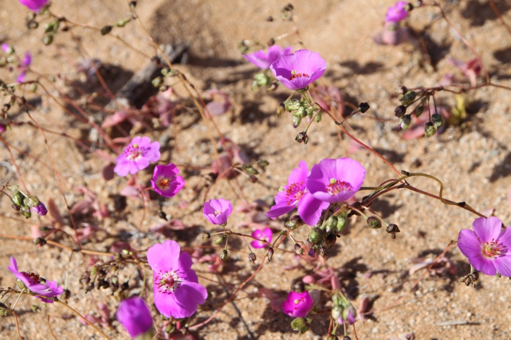 View of the Atacama Desert covered by flowers in Copiapo, Chile