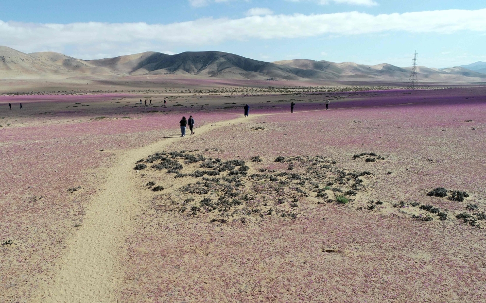 Aerial view of the Atacama Desert covered by flowers in Copiapo, Chile