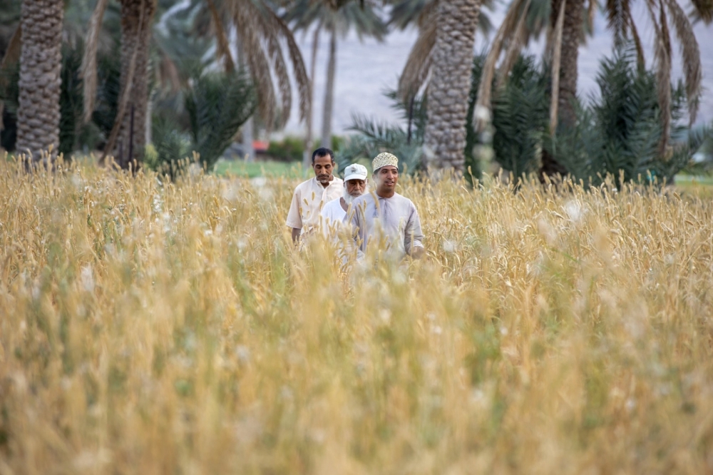 Around 10,000 metric tonnes of local Omani wheat were procured by OFM during the last crop season.