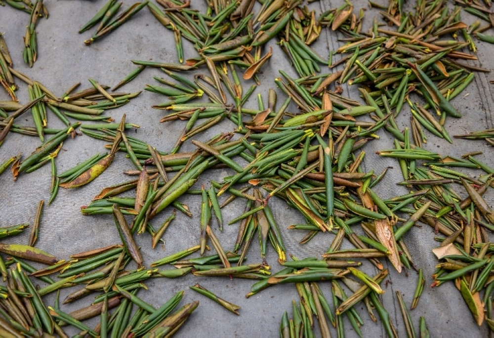 5-Rhododendron wallichii