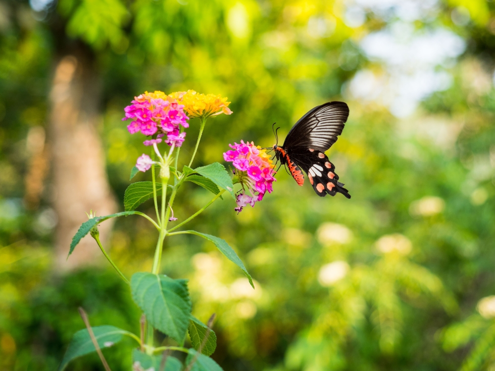 Marari Beach Butterfly Garden