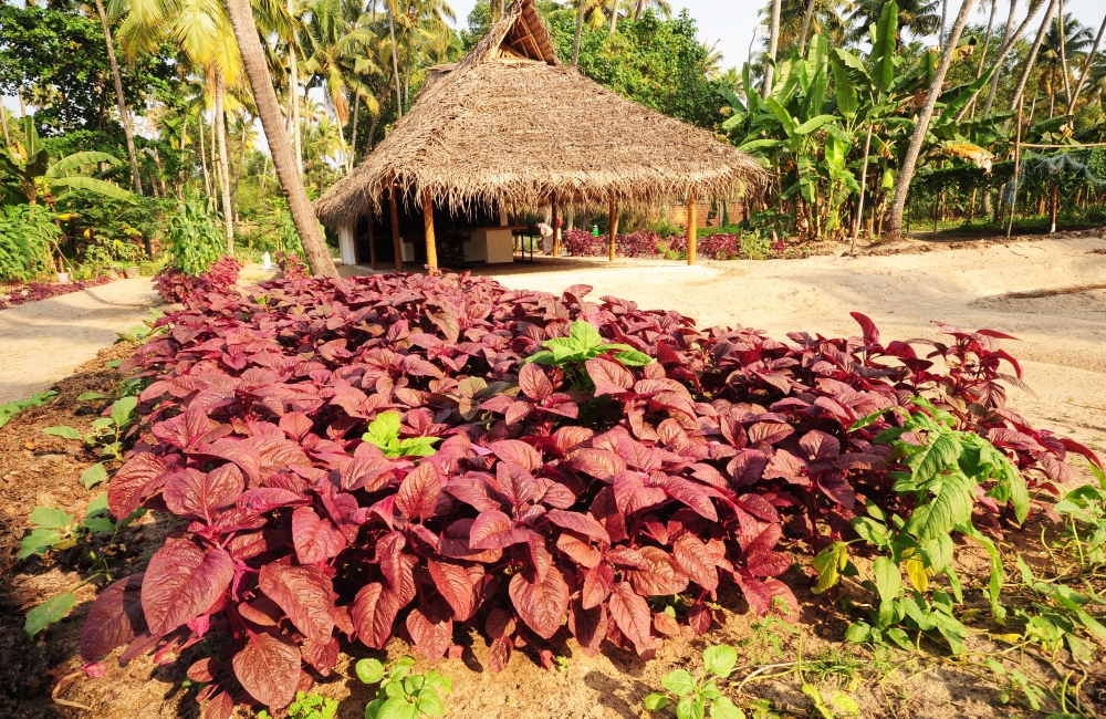 Organic garden at Marari Beach