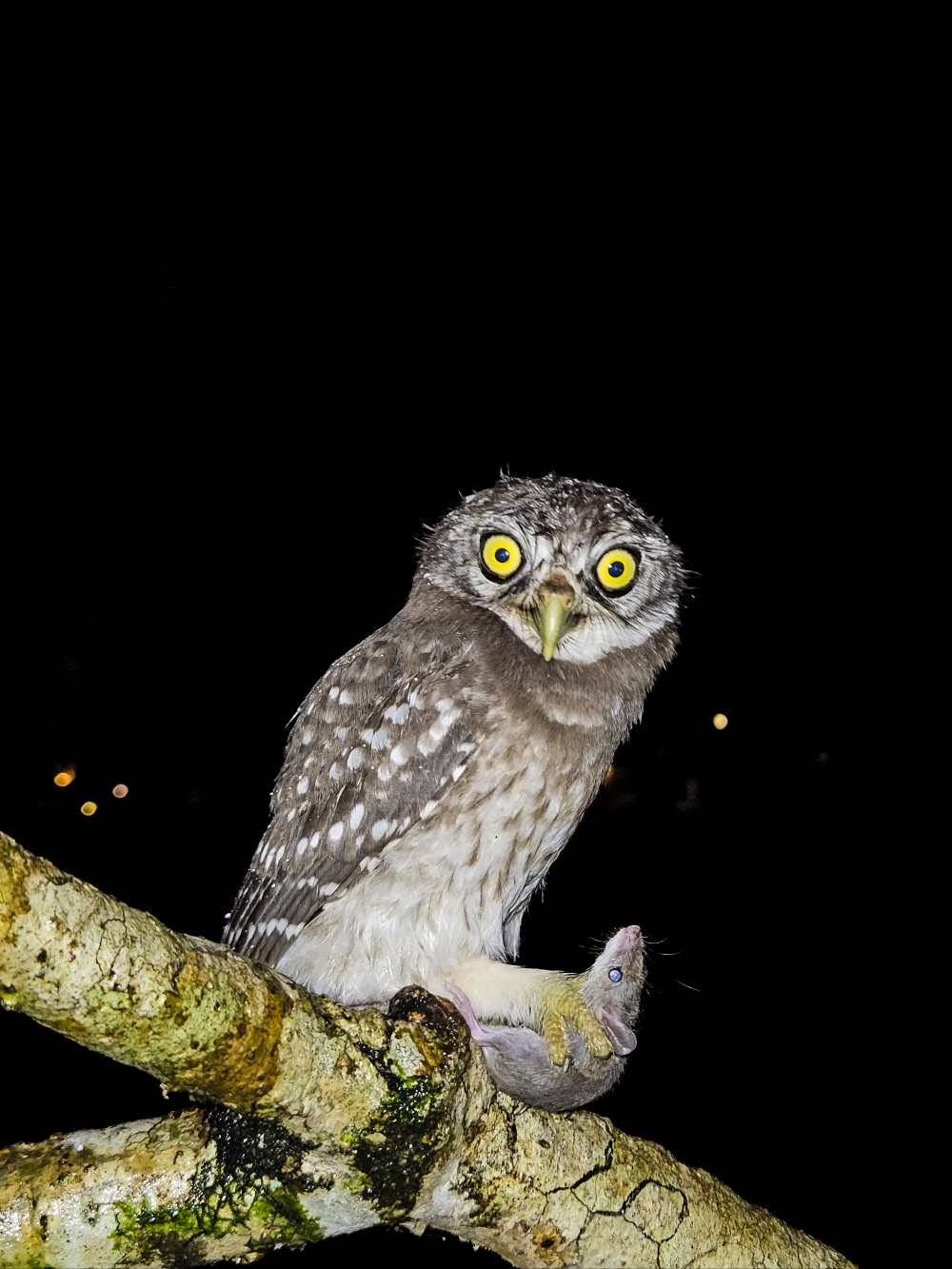 Spotted Owlet at Marari Beach Resort