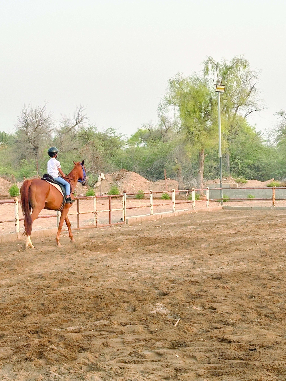 Arabs have an enduring link with horses