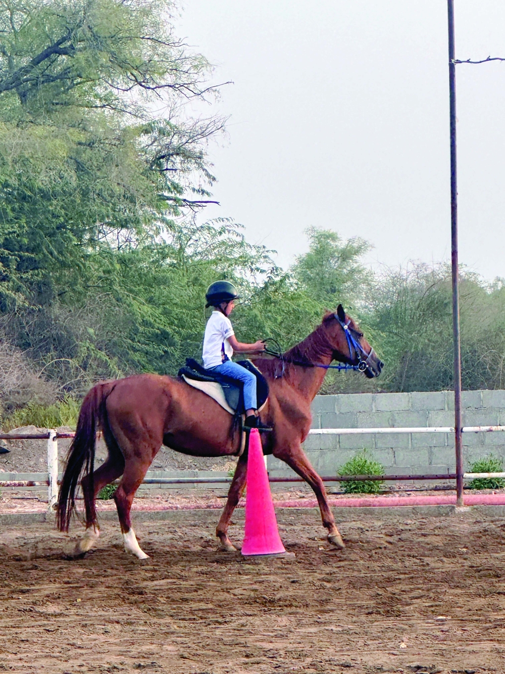 Arabs have an enduring link with horses