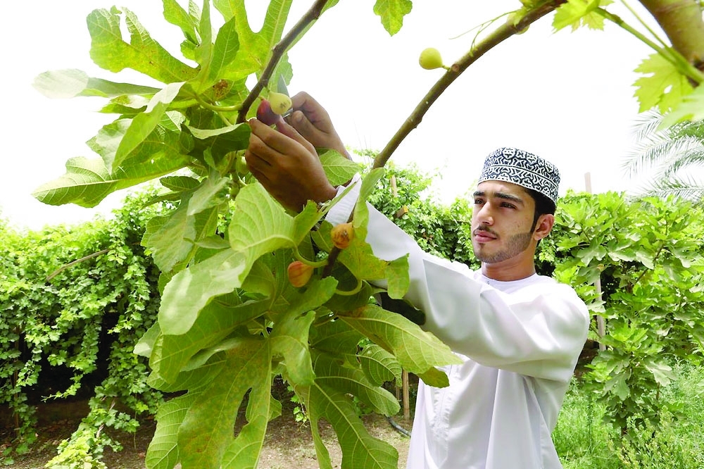 Agricultural sector thrives in Al Sharqiyah North Governorate