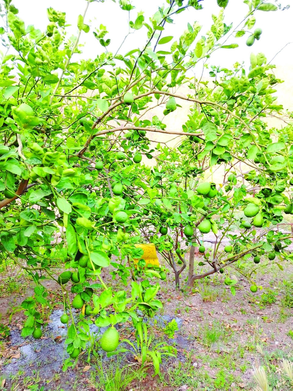 Agricultural sector thrives in Al Sharqiyah North Governorate