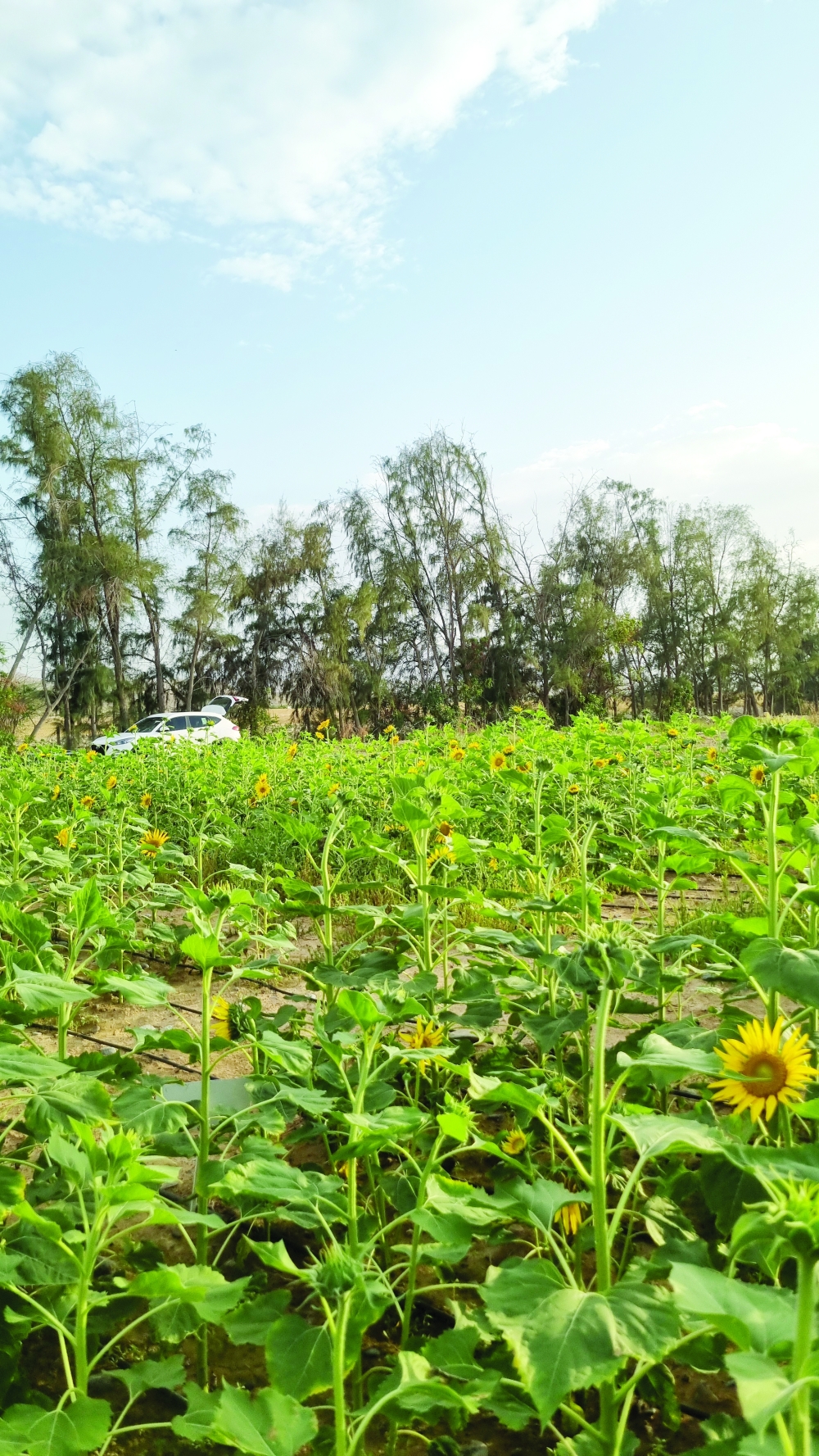 Biochar: A sustainable solution for agriculture and climate change in Oman