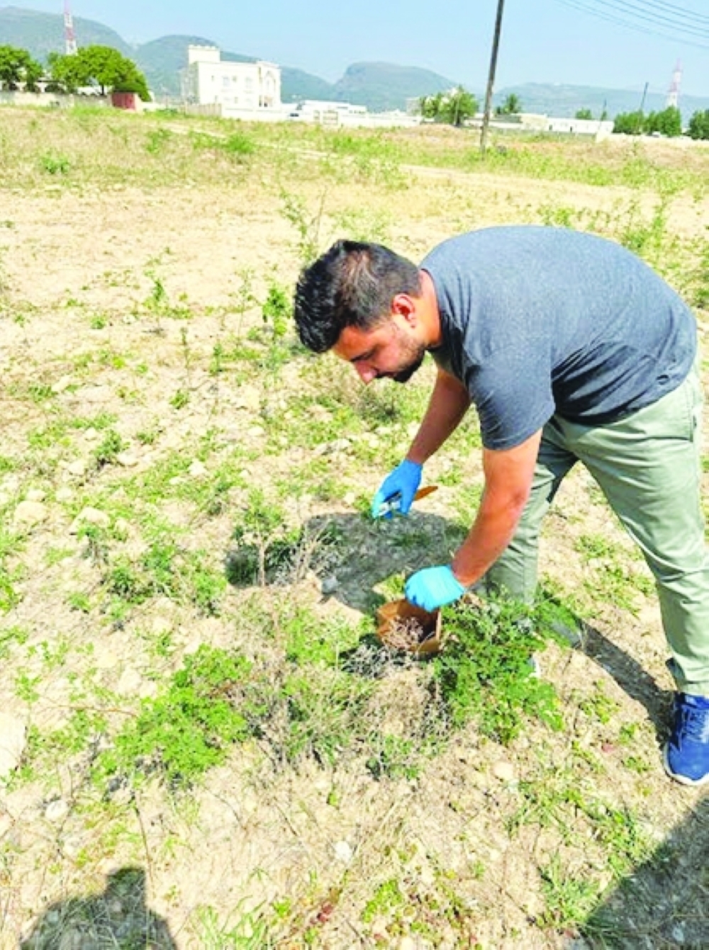 The Research Centre team at Nizwa University controlling the spread of Parthenium 