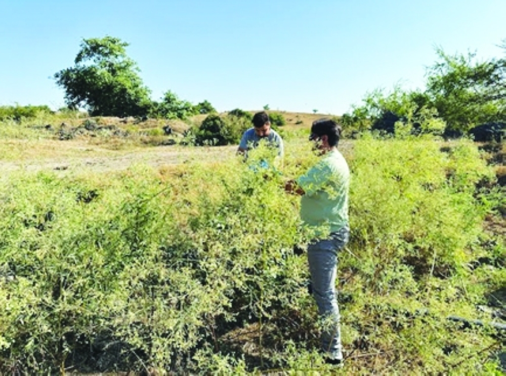 Combatting the invasive Parthenium threat