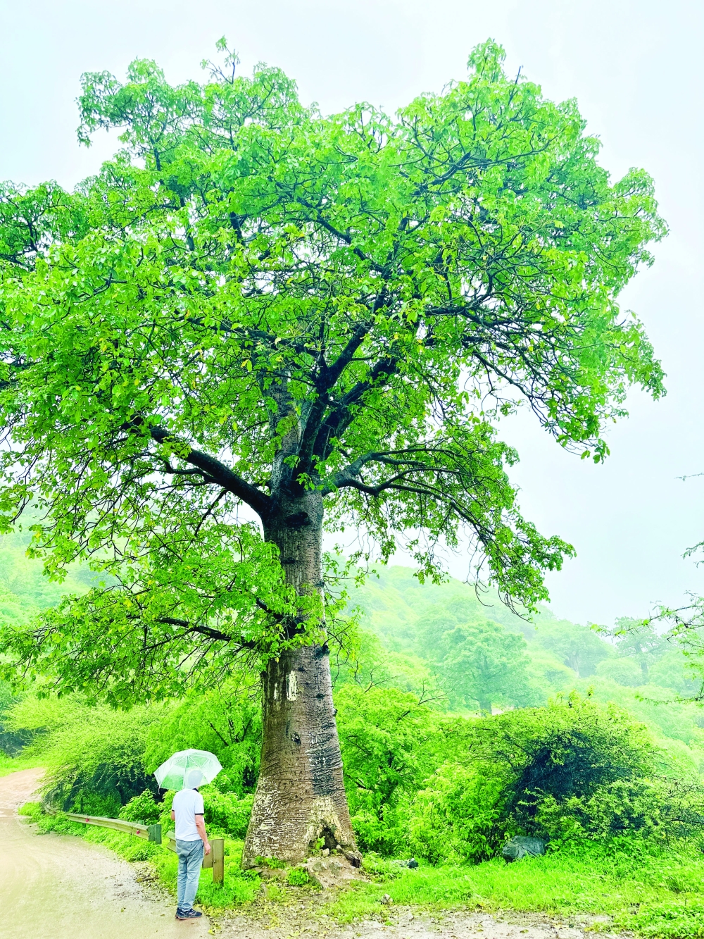 Dhofar's baobab trees are found in small quantities in various wilayats, most notably Dhalkout and Mirbat