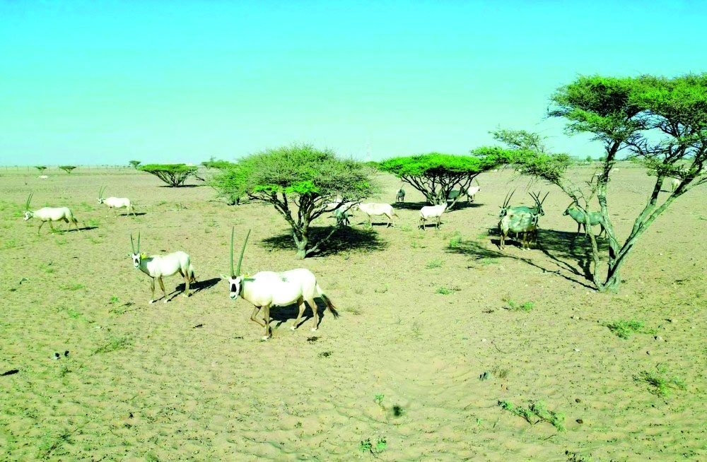 Domesticated wild animals are defined as animals that are bred in farms or reserves owned by individuals, whether they are local or imported, such as the Arabian gazelle, reem gazelle, Nubian ibex, Arabian oryx, and Arabian sand gazelle