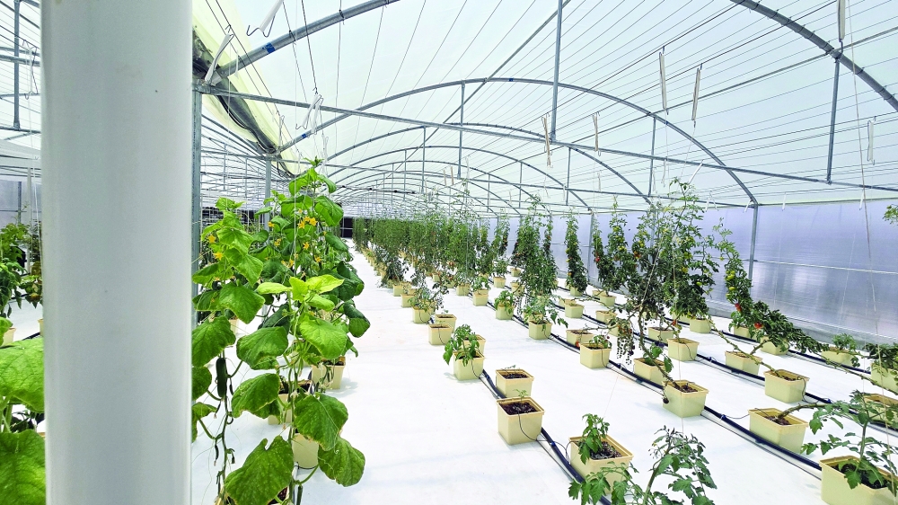 How Jabal Akhdar's hydroponics are shaping the future of local foods