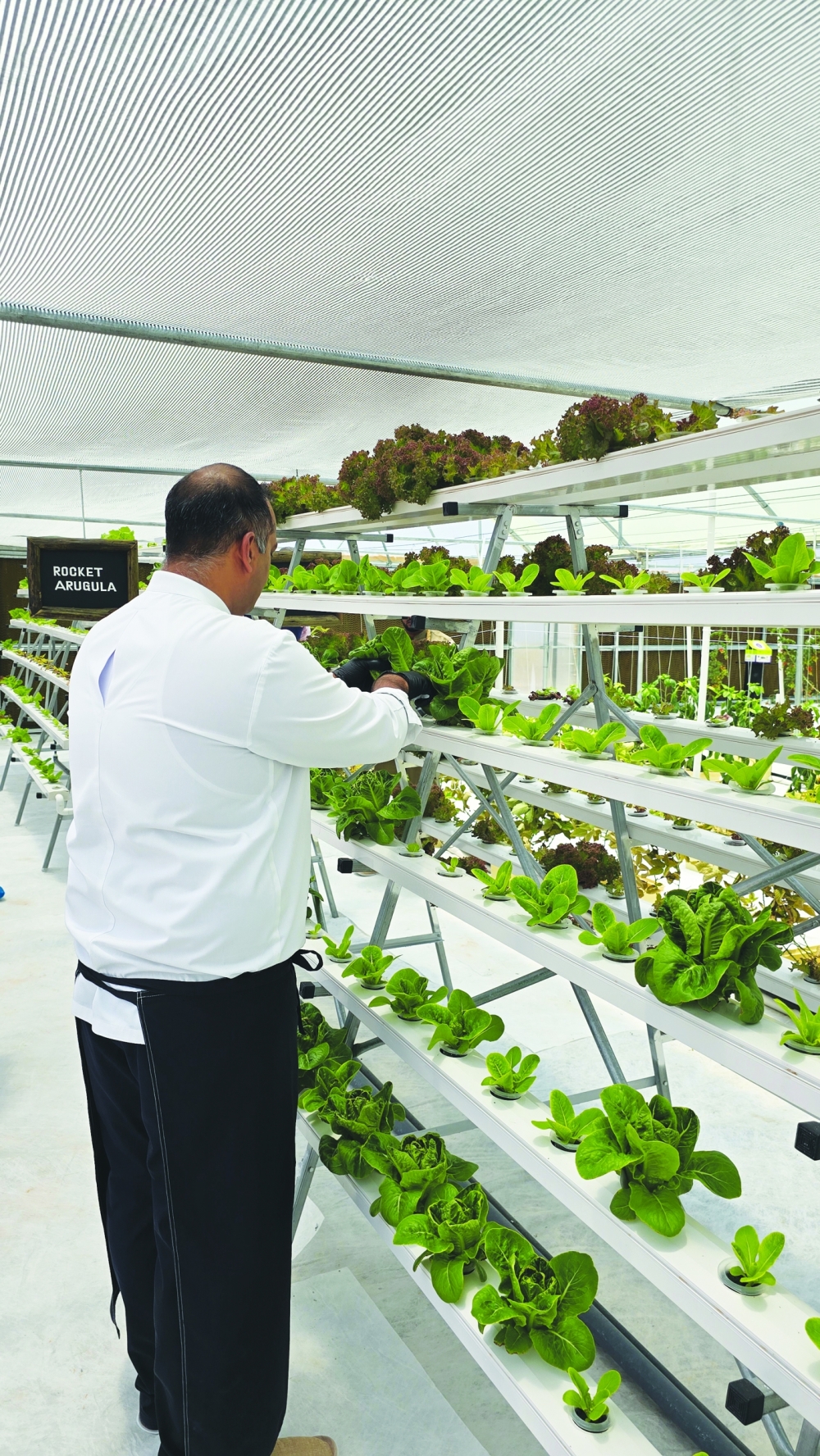 How Jabal Akhdar's hydroponics are shaping the future of local foods