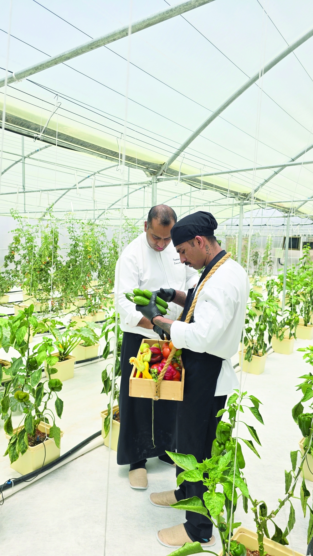 How Jabal Akhdar's hydroponics are shaping the future of local foods
