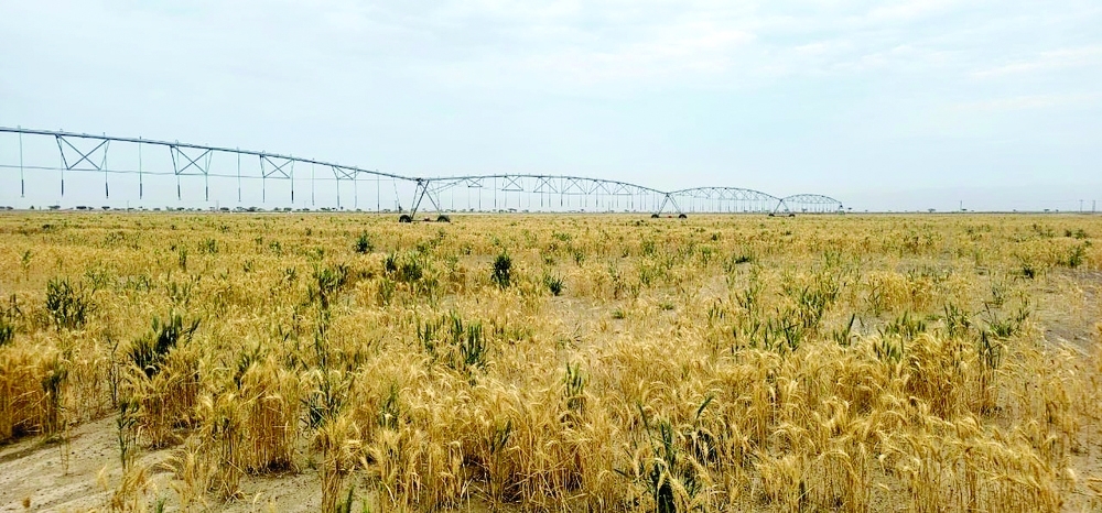Al Dhahirah Governorate produces 319 tonnes annually and the area of agricultural land cultivated with wheat amounted to 300 acres. — ONA