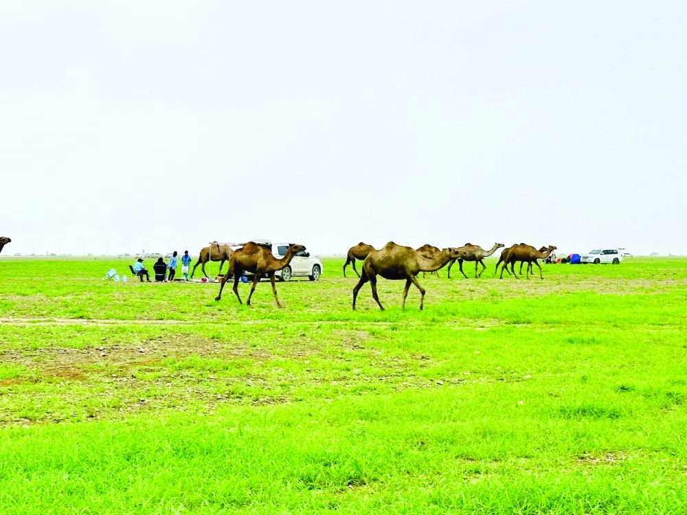 The Khareef season is a boon for Salalah, significantly enhancing groundwater recharge and providing substantial benefits to agriculture.