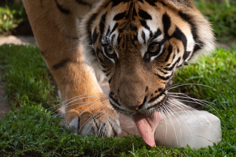 A tiger licks special frozen treats made for zoo animals facing the heat in Spain at Bioparc in Fuengirola on Thursday. — AFP 