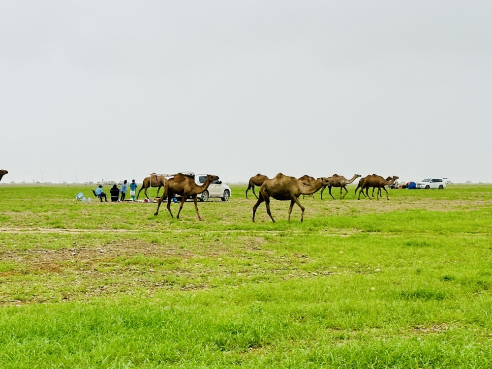 The Khareef season is a boon for Salalah, significantly enhancing groundwater recharge and providing substantial benefits to agriculture.
