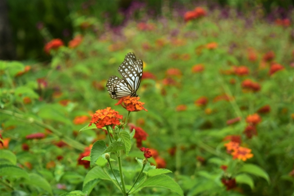 Flowers from the garden at the lake resort