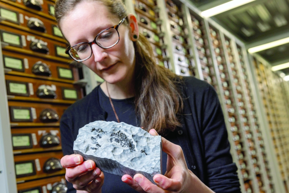 Fossil Hints That Jurassic Mammals Lived Slow and Died Old