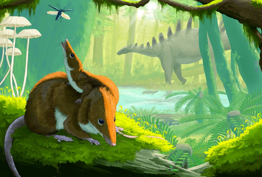 Fossil Hints That Jurassic Mammals Lived Slow and Died Old