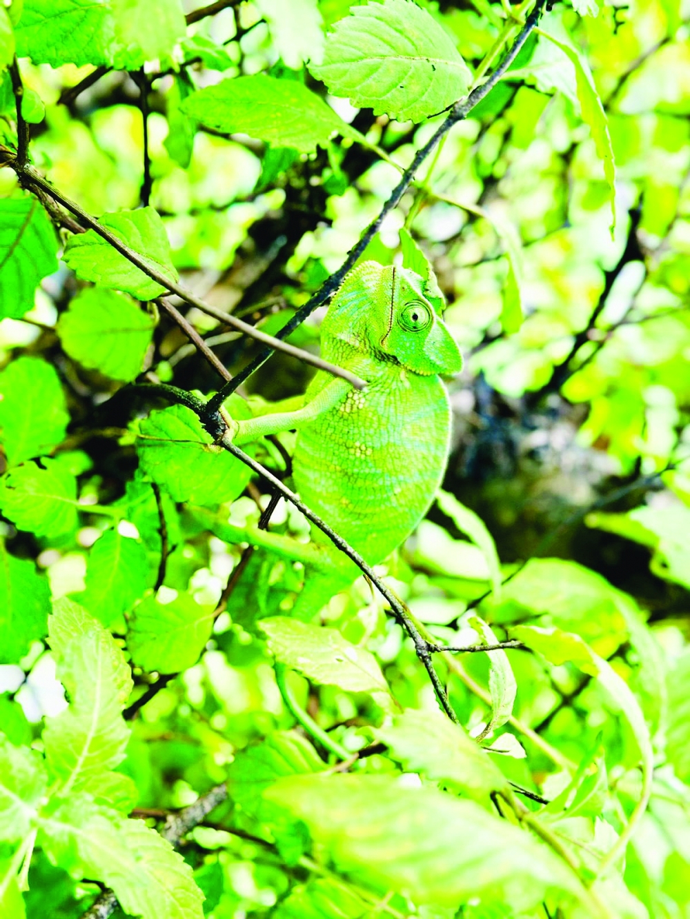 George heads out before the break of the dawn to capture the beauty of Salalah on his lens