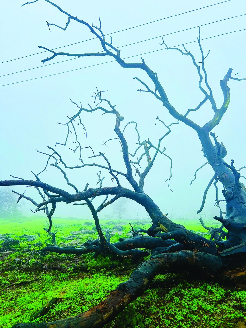 Salalah's Khareef season captured in stunning photography