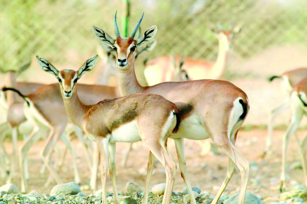 The reserve has recorded more than eight species of mammals including the Arabian gazelle