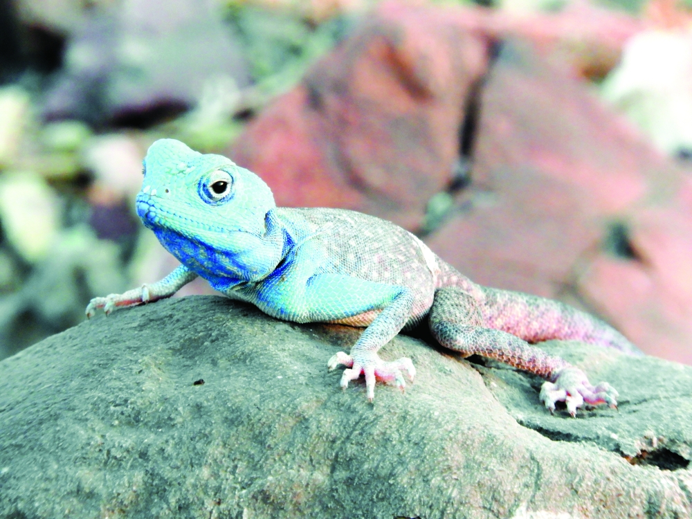 Al Saleel National Park sees record visitors in 2023