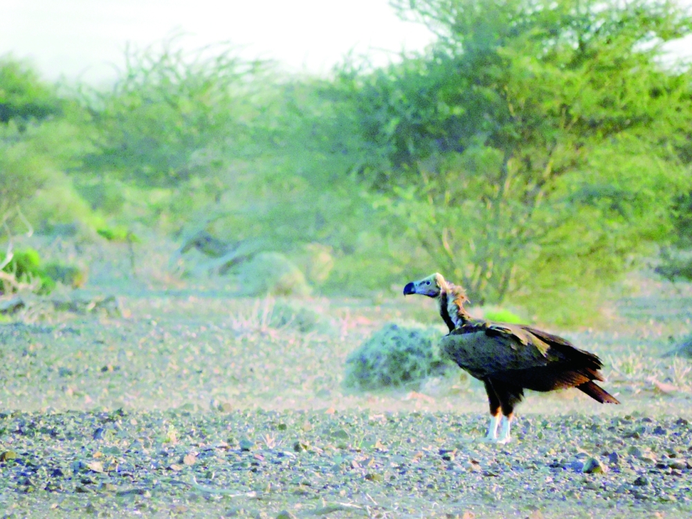Al Saleel National Park sees record visitors in 2023