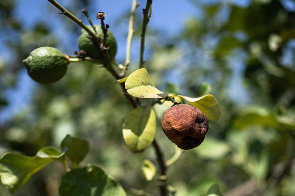 A dry lemon on a tree, burnt due to the sun and high temperatures in a lemon field in Campobello di Mazara