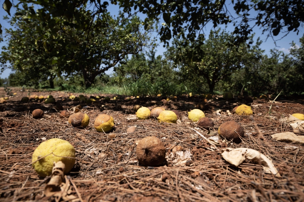Picture shows burnt lemons on the ground due to the sun and high temperatures in a lemon field in Campobello di Mazara, in Campobello di Mazara
