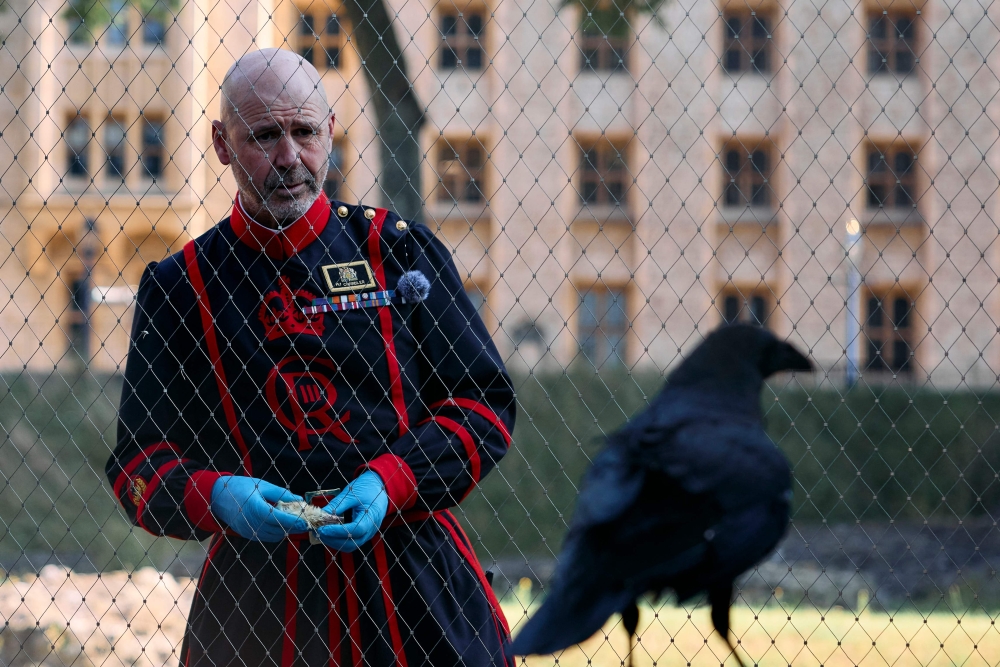 Tower of London's new Ravenmaster Yeoman Warder Barney Chandler prepares to feed ravens at the Tower of London 