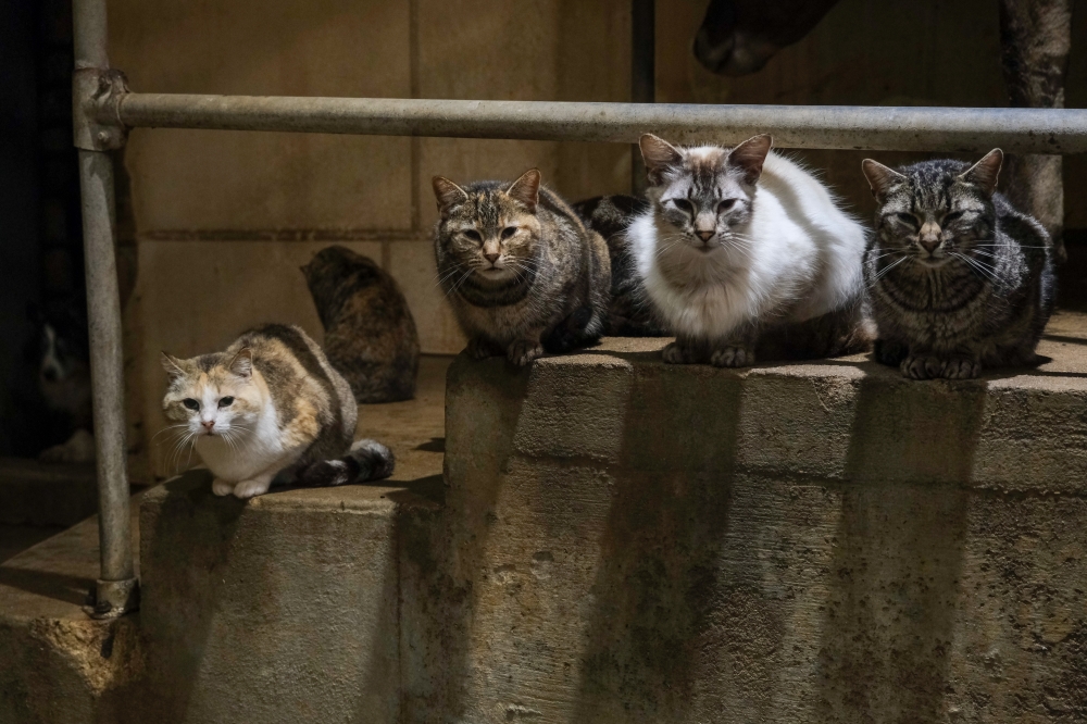 Cats sit on steps at Grazing Plains Farm in Newton, Kan. — NYT 