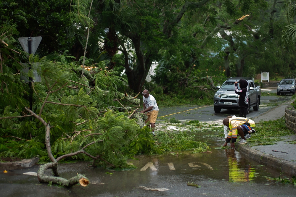 Locals dismember a fallen Poinciana tree that obstructed a main roundabout after Hurricane Ernesto passed Hamilton